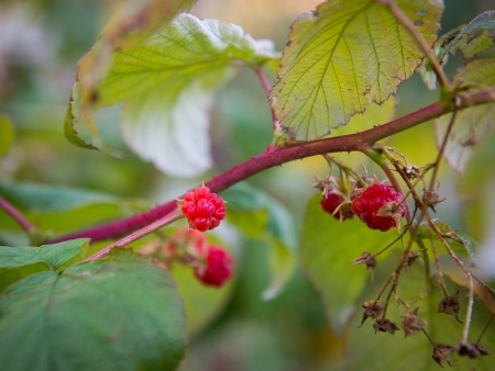 Raspberry bush with raspberries on it outside Bain Apartments housing co-operative